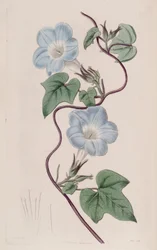 Ipomoea hederacea